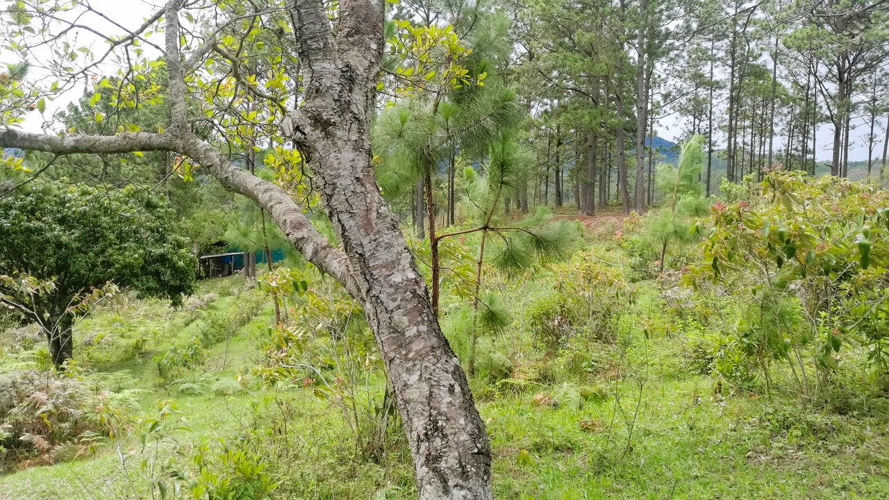 Propiedad V008 (Terreno Rural) - Cerro Grande, Valle de Ángeles