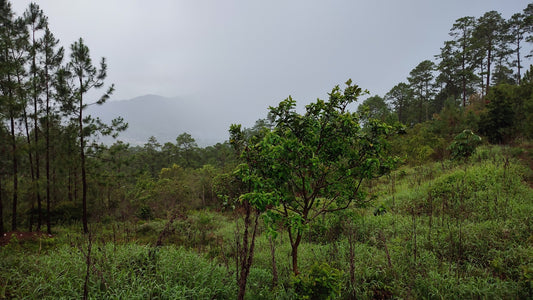 Propiedad V042 (Terreno Urbano) - Residencial Miralago (El Hatillo), Tegucigalpa
