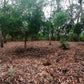 Propiedad V043 (Terreno Urbano) - Residencial Miralago (El Hatillo), Tegucigalpa
