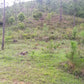 Propiedad V006 (Terreno Rural) - Cerro Grande, Valle de Ángeles