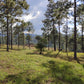 Propiedad V019 (Terreno Rural) - Aldea Buenas Casas, Siguatepeque