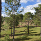 Propiedad V019 (Terreno Rural) - Aldea Buenas Casas, Siguatepeque