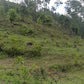 Propiedad V006 (Terreno Rural) - Cerro Grande, Valle de Ángeles