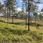 Propiedad V019 (Terreno Rural) - Aldea Buenas Casas, Siguatepeque
