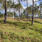 Propiedad V019 (Terreno Rural) - Aldea Buenas Casas, Siguatepeque